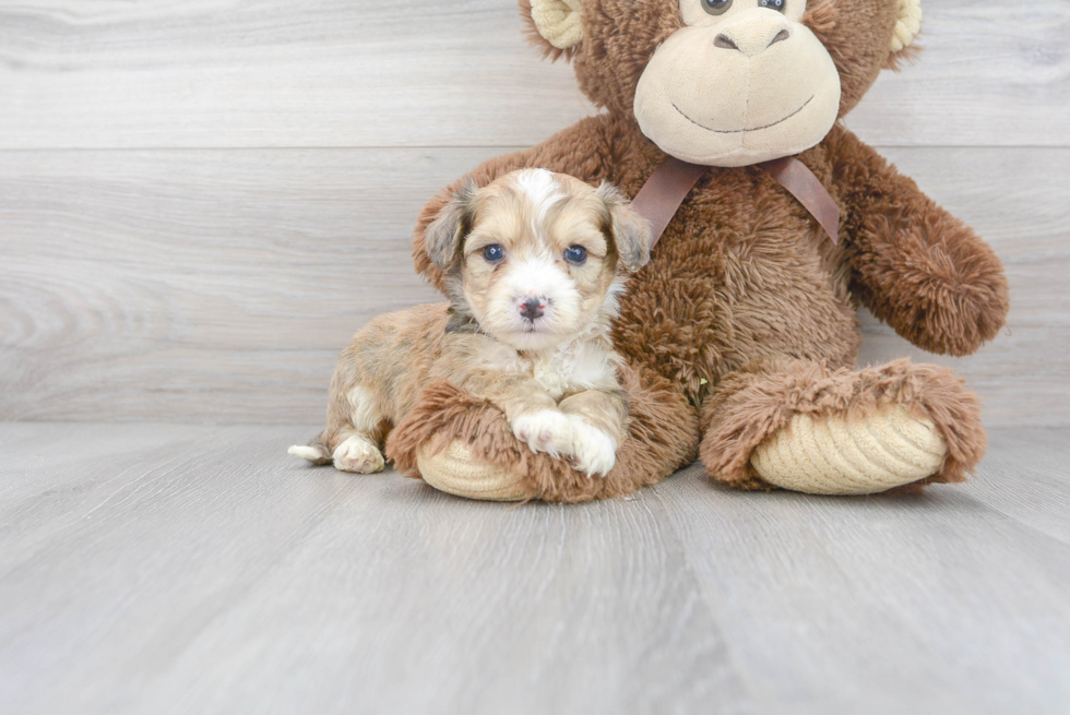 Aussiechon Puppy for Adoption