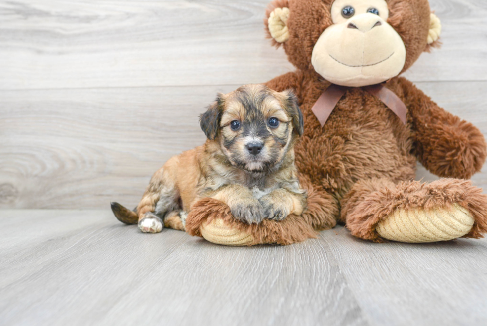 Aussiechon Puppy for Adoption