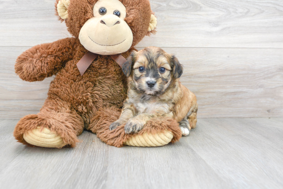 Aussiechon Puppy for Adoption