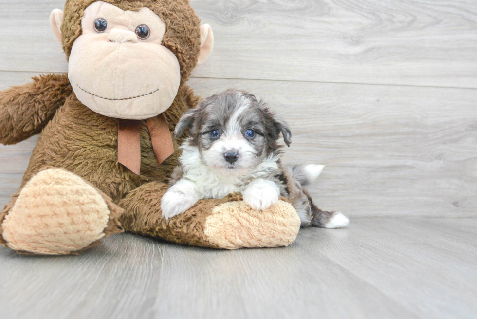 Aussiechon Pup Being Cute