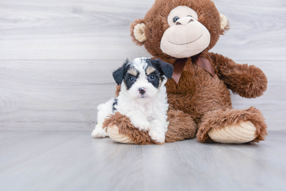 Hypoallergenic Australian Designer Puppy