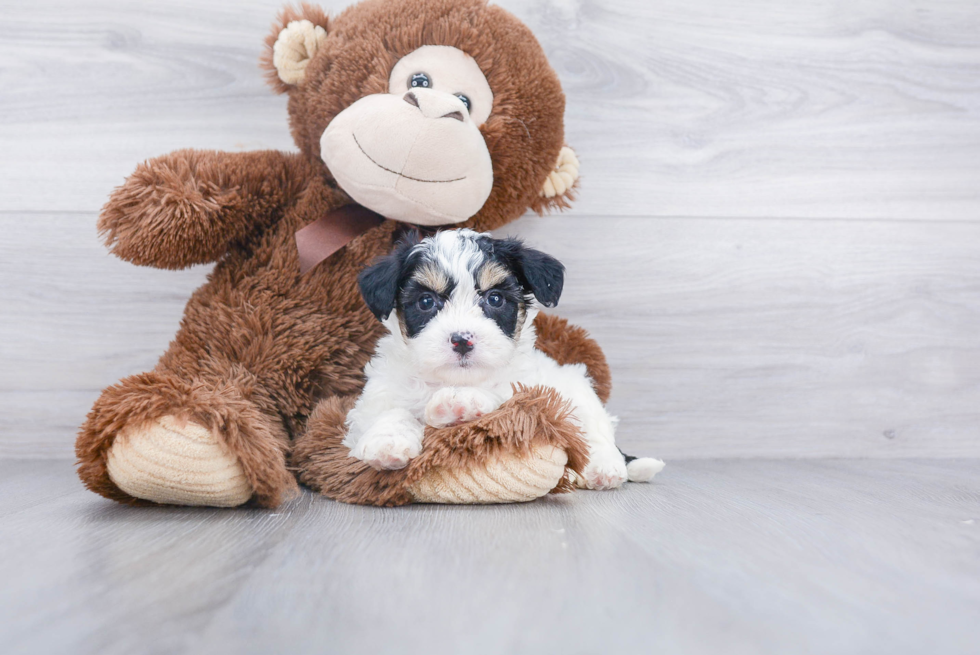 Aussiechon Puppy for Adoption