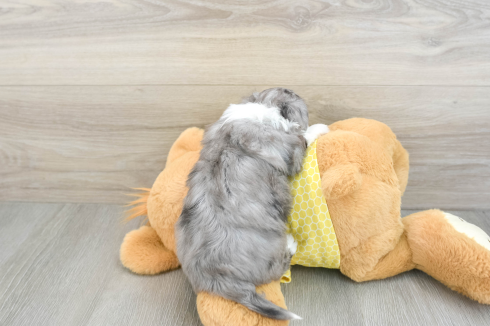 Adorable Aussie Bichon Designer Puppy