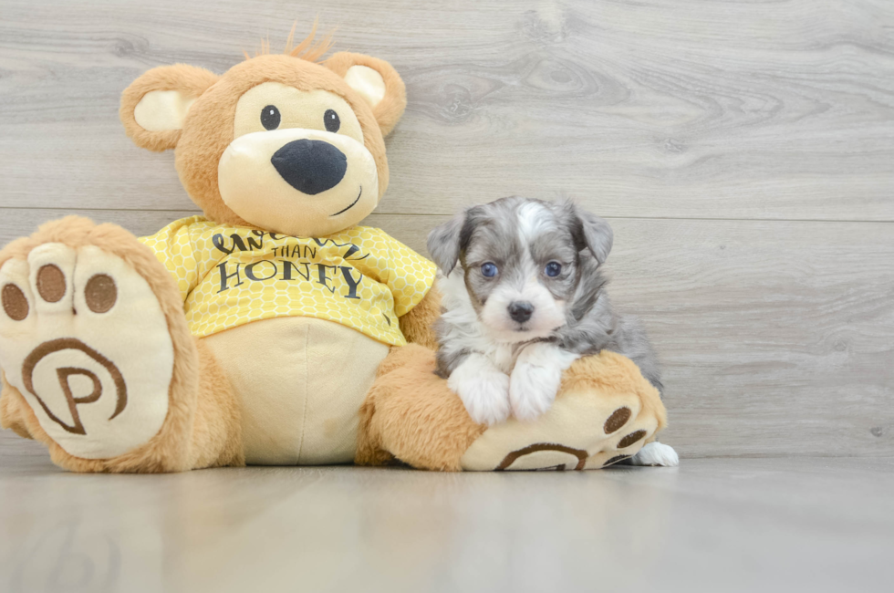 5 week old Aussiechon Puppy For Sale - Premier Pups