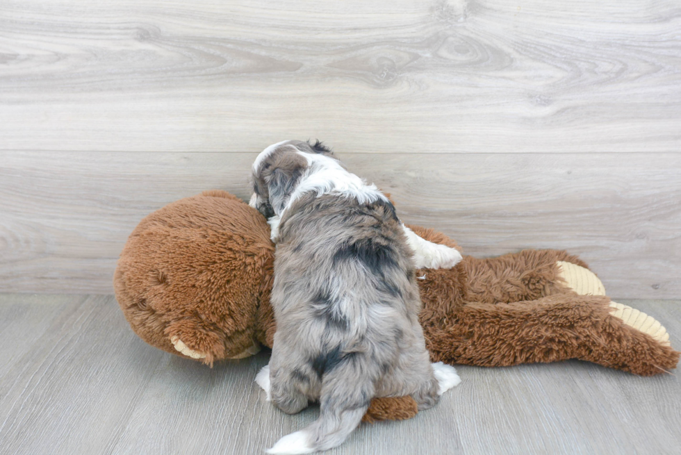 Playful Australian Designer Puppy