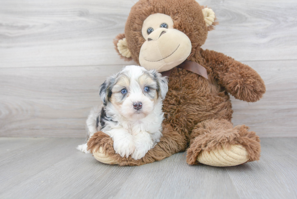 Popular Aussiechon Designer Pup