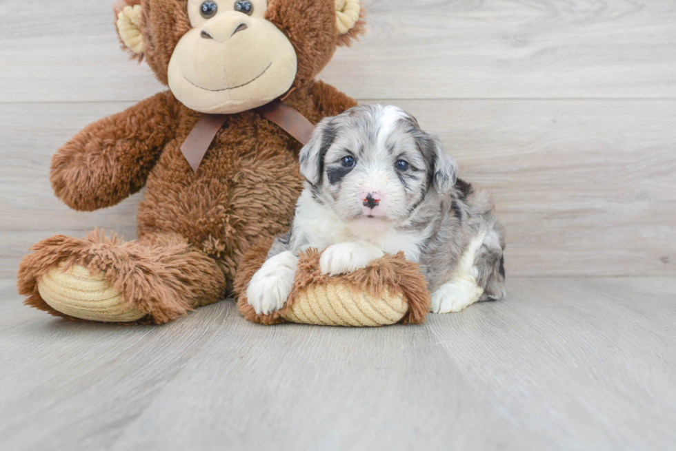 Little Australian Designer Puppy