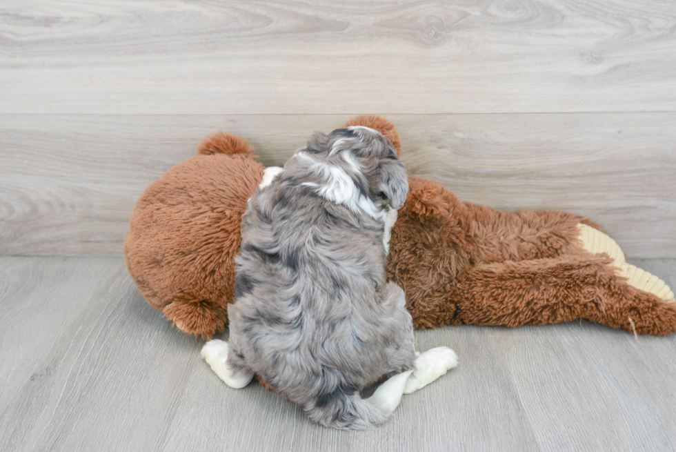 Fluffy Aussiechon Designer Pup