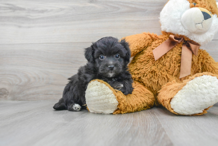 Aussiechon Puppy for Adoption