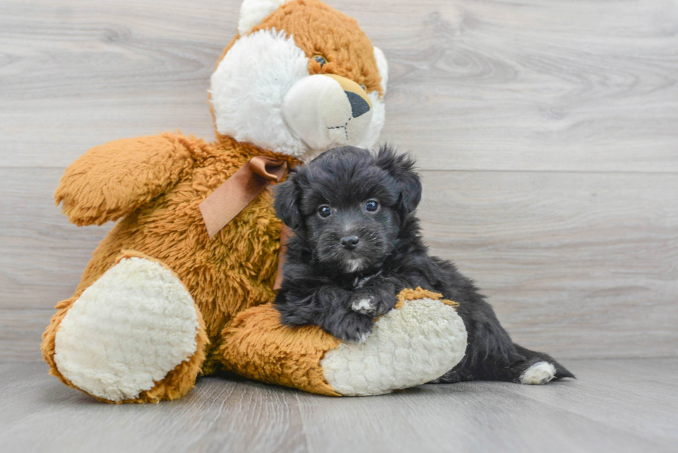 Fluffy Aussiechon Designer Pup