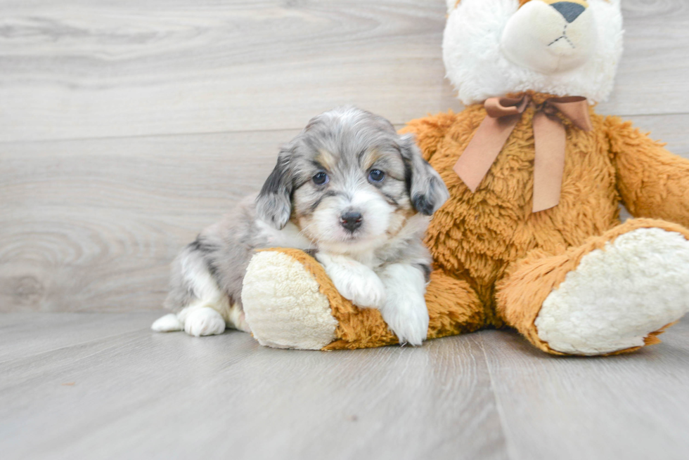 Aussiechon Puppy for Adoption