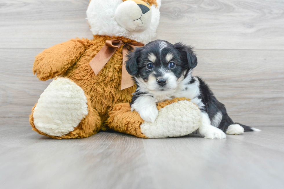 Energetic Australian Designer Puppy