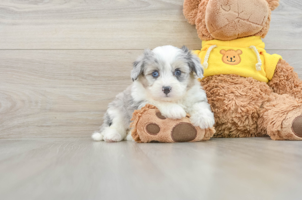 5 week old Aussiechon Puppy For Sale - Premier Pups