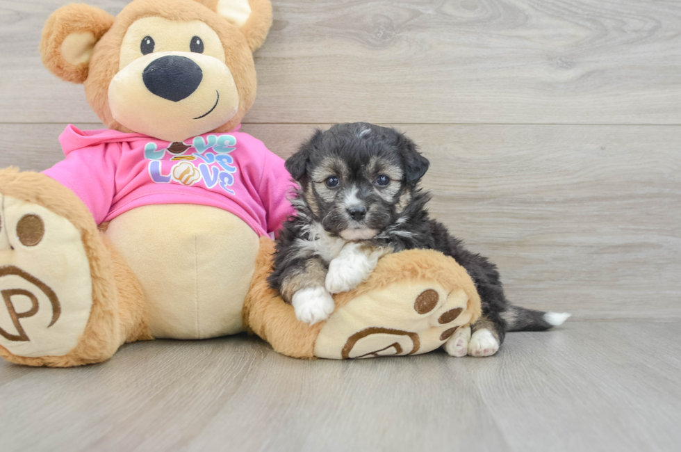5 week old Aussiechon Puppy For Sale - Premier Pups