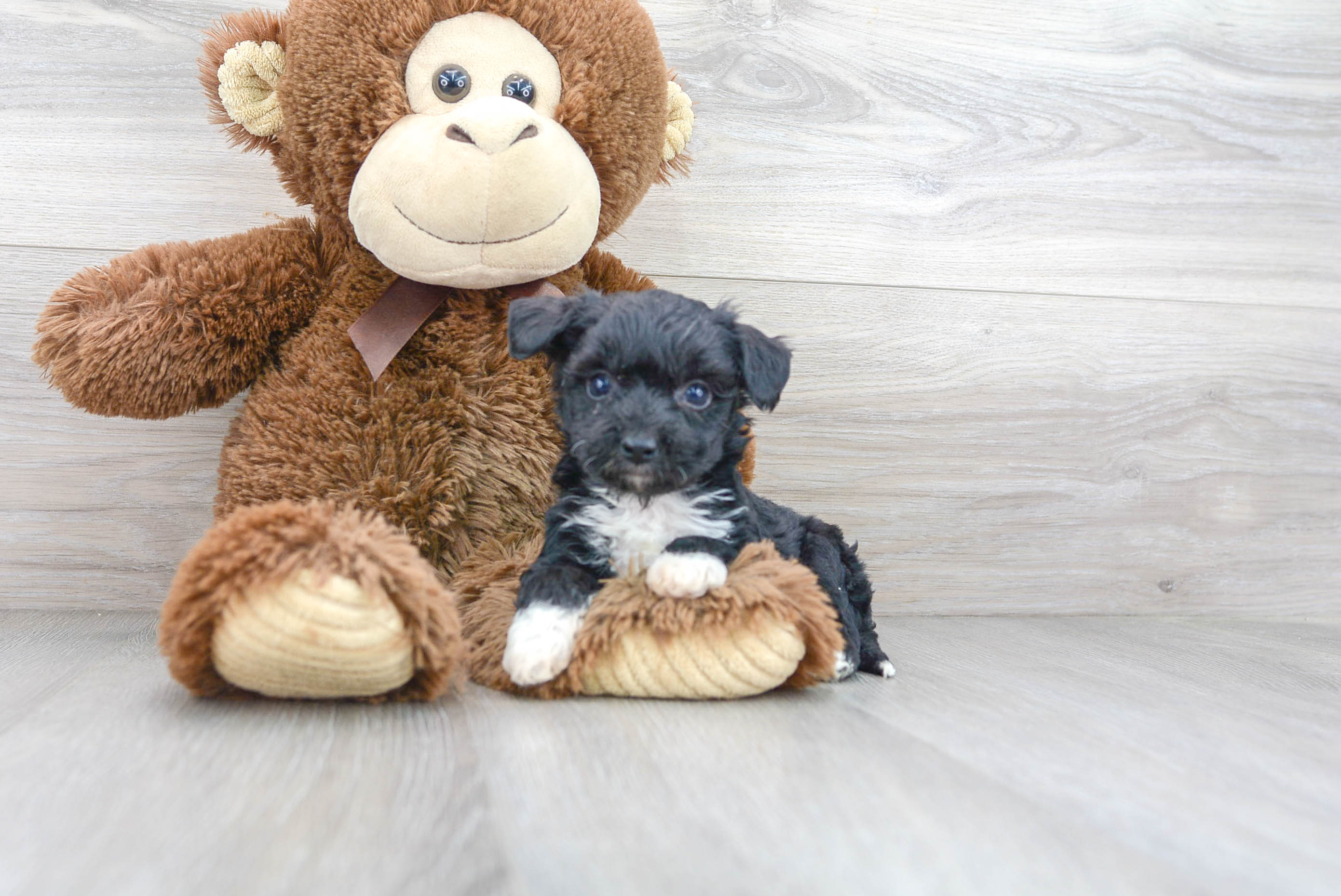 Playful Australian Designer Puppy