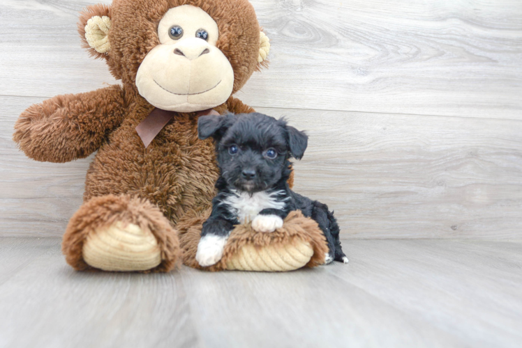 Playful Australian Designer Puppy