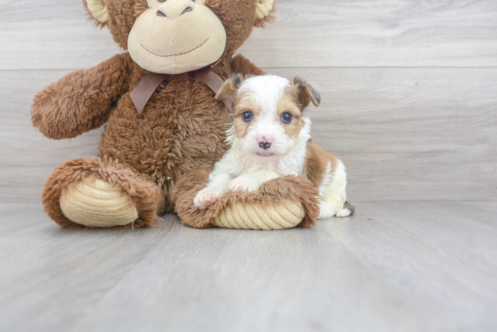 Hypoallergenic Australian Designer Puppy