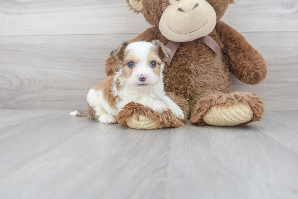 Best Aussiechon Baby