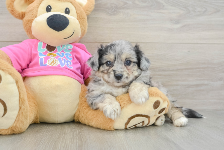 Aussiechon Pup Being Cute