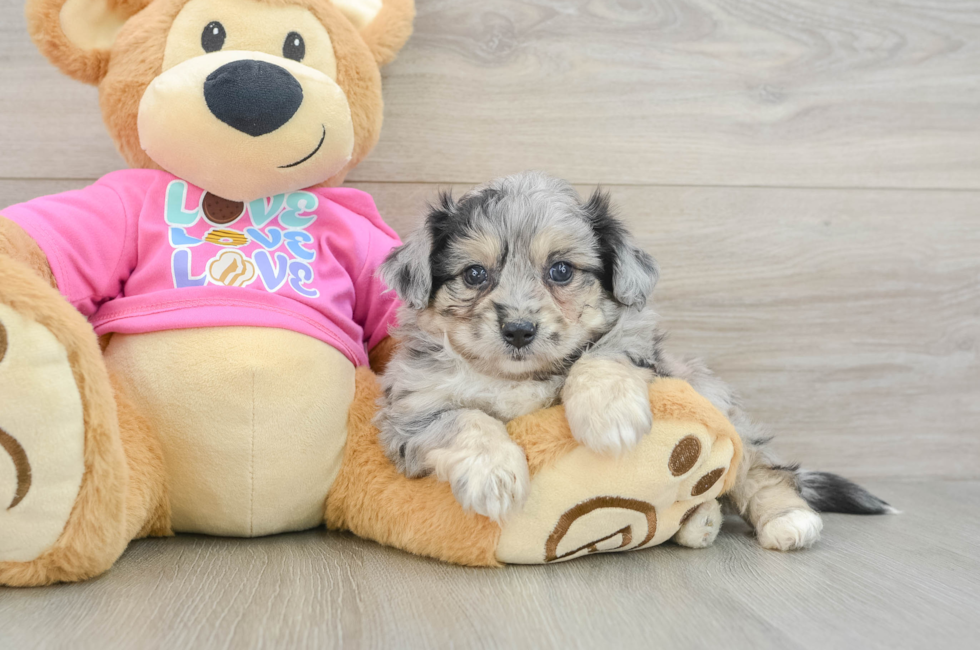 5 week old Aussiechon Puppy For Sale - Premier Pups