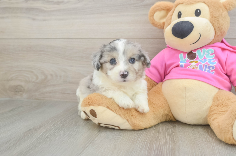 5 week old Aussiechon Puppy For Sale - Premier Pups