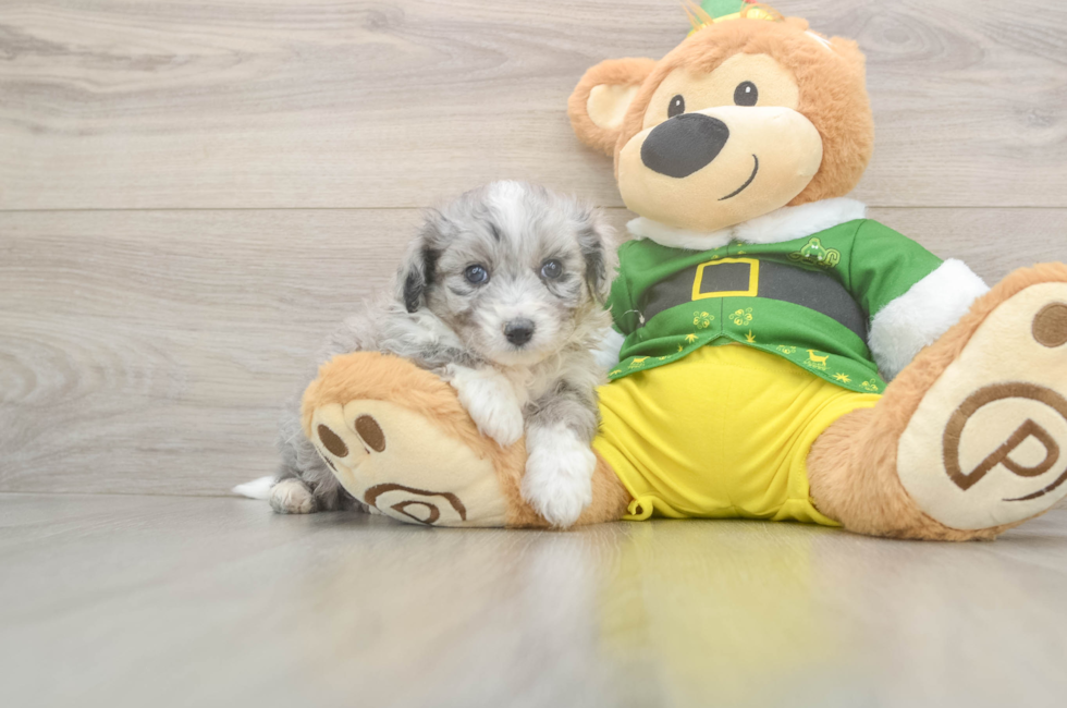 5 week old Aussiechon Puppy For Sale - Premier Pups