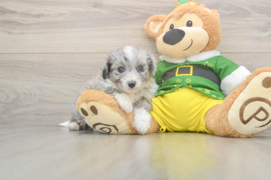 Smart Aussiechon Designer Pup