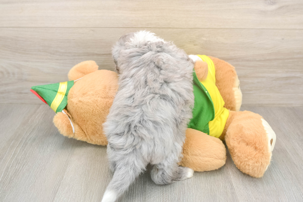 Funny Aussiechon Designer Pup