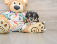 6 week old Aussiechon Puppy For Sale - Premier Pups