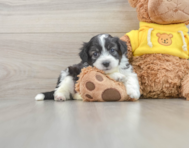 6 week old Aussiechon Puppy For Sale - Premier Pups