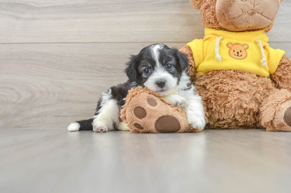 5 week old Aussiechon Puppy For Sale - Premier Pups