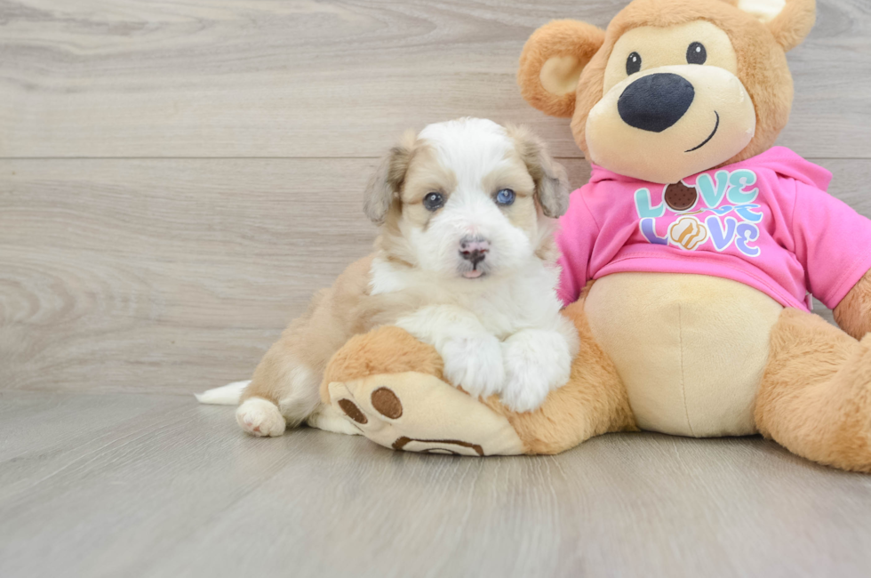 5 week old Aussiechon Puppy For Sale - Premier Pups