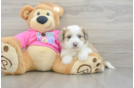 Adorable Aussie Bichon Designer Puppy
