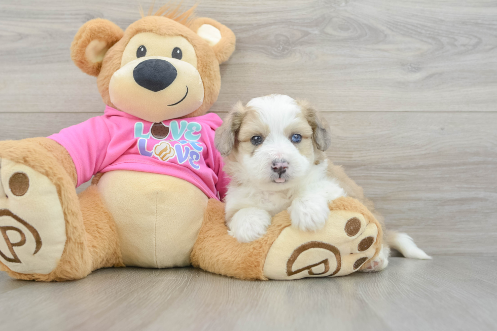 Adorable Aussie Bichon Designer Puppy