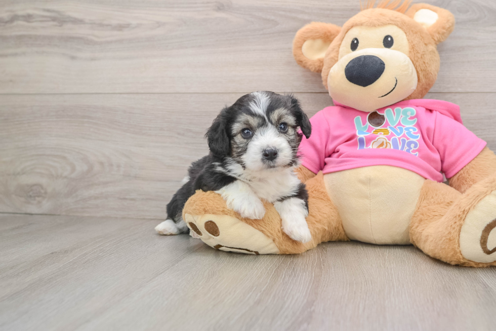 Playful Aussie Bichon Designer Puppy