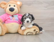7 week old Aussiechon Puppy For Sale - Premier Pups