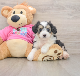 5 week old Aussiechon Puppy For Sale - Premier Pups