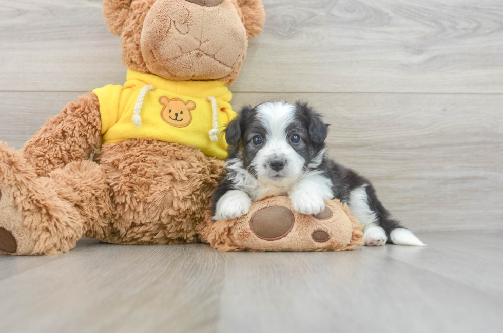 5 week old Aussiechon Puppy For Sale - Premier Pups