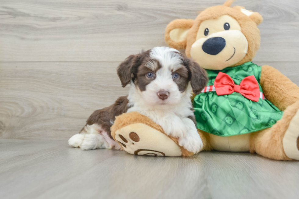 Aussiechon Puppy for Adoption