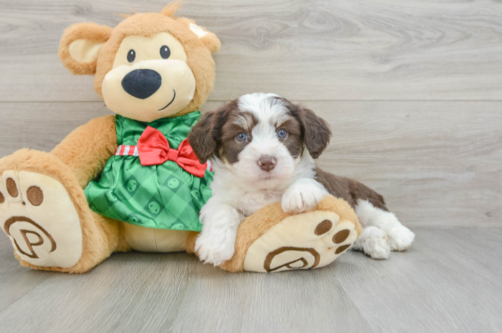 6 week old Aussiechon Puppy For Sale - Premier Pups