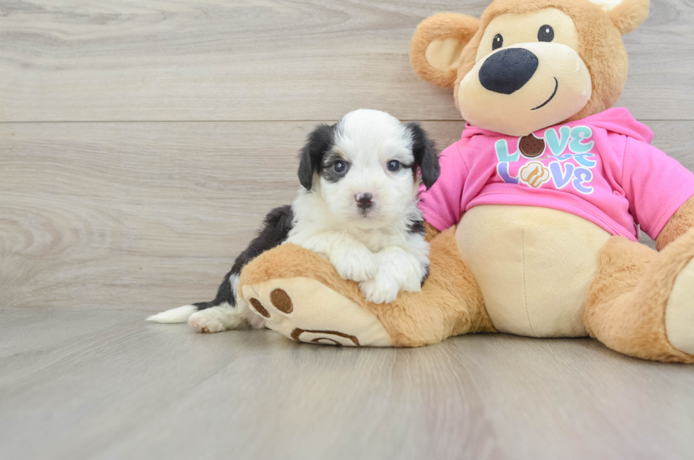5 week old Aussiechon Puppy For Sale - Premier Pups