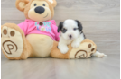 Aussiechon Pup Being Cute