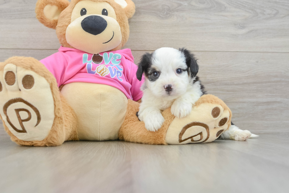 Aussiechon Pup Being Cute