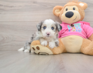 7 week old Aussiechon Puppy For Sale - Premier Pups