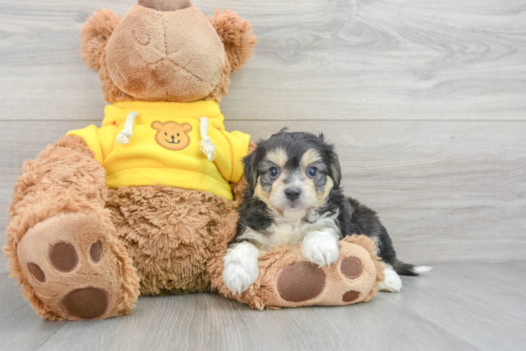 Aussiechon Puppy for Adoption