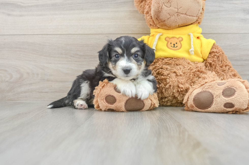 5 week old Aussiechon Puppy For Sale - Premier Pups