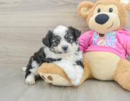 8 week old Aussiechon Puppy For Sale - Premier Pups