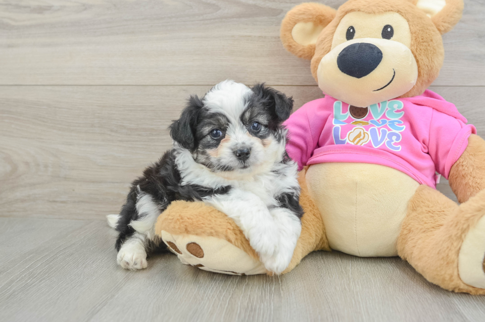 5 week old Aussiechon Puppy For Sale - Premier Pups