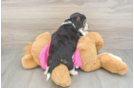 Playful Aussie Bichon Designer Puppy