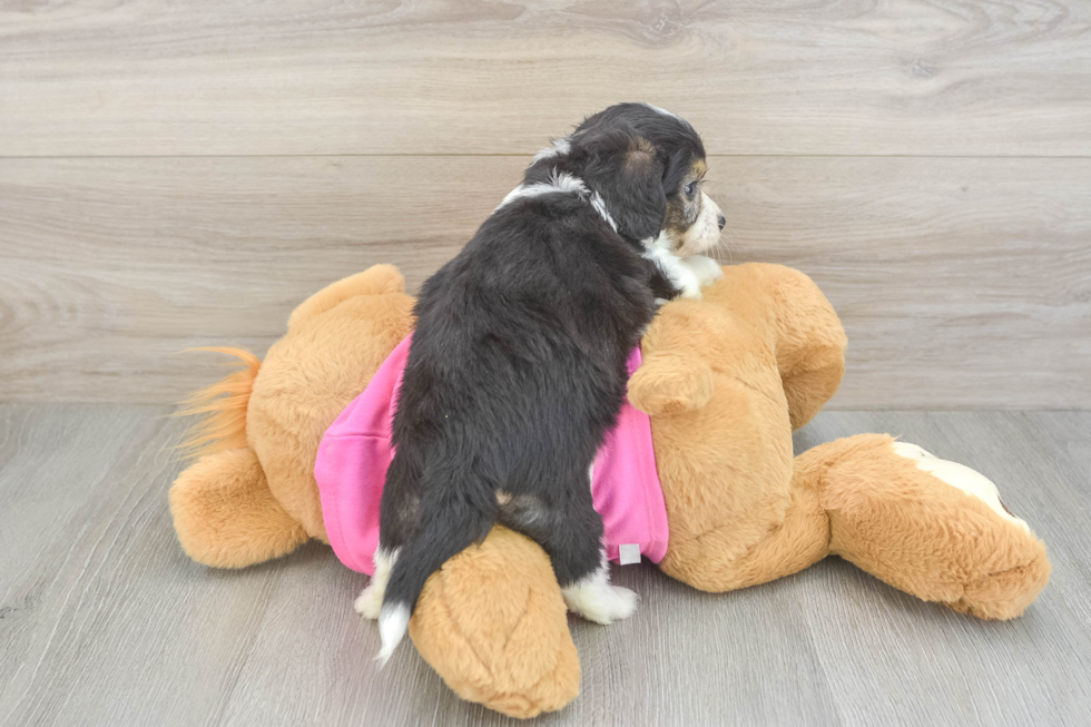Playful Aussie Bichon Designer Puppy
